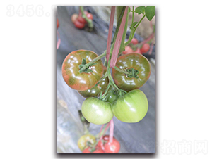 �F��202��ݮ����-���ѷN��-Ψ�r(n��ng)�N�I(y��)