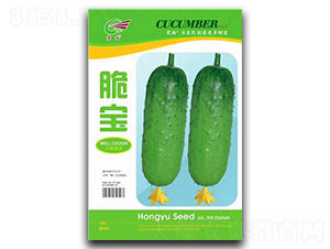 ����-�S�ϷN��-����