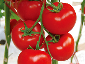 ����F1-�t�����ѷN��-Ψ�r(n��ng)�N�I(y��)