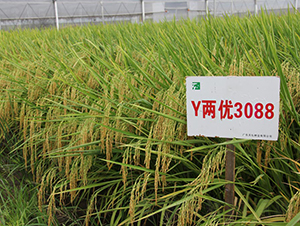 Y�Ƀ�(y��u)3088-ˮ���N��-���N�I(y��)