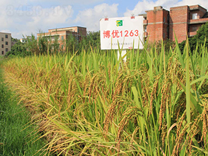 ����(y��u)1263-ˮ���N��-���N�I(y��)