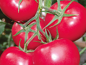 �e��519F1-�۹����ѷN��-Ψ�r(n��ng)�N�I(y��)