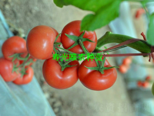 ����350F1-�۹����ѷN��-Ψ�r(n��ng)�N�I(y��)