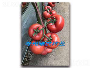 ��÷��F1-�۹����ѷN��-Ψ�r(n��ng)�N�I(y��)