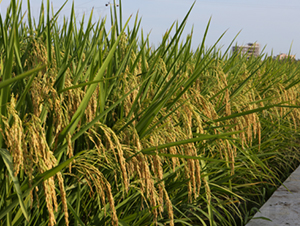 �ă�(y��u)3089-ˮ���N��-���N�I(y��)