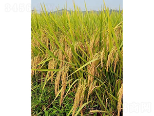 �d�Ƀ�(y��u)3089-ˮ���N��-���N�I(y��)