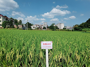 �ȃ�(y��u)460-ˮ���N��-���N�I(y��)