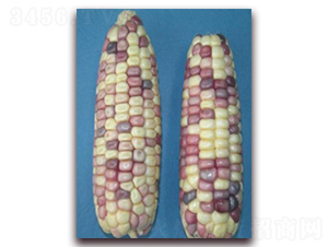 �K��Ŵ18̖(h��o)-Ŵ���׷N��-�к̷N�I(y��)