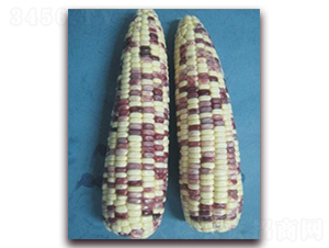 �K��Ŵ901̖(h��o)-Ŵ���׷N��-�к̷N�I(y��)