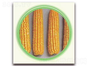 �K��10̖(h��o)-���׷N��-�к̷N�I(y��)