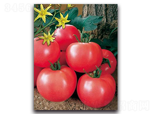 �����_-���ѷN��-����