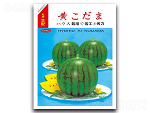 �SС��-���ϷN��-����