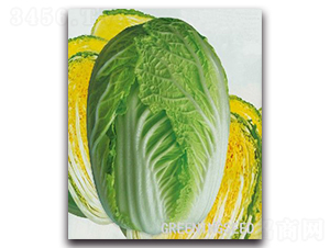 ����-�ײ˷N��-����