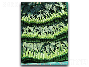 ����-���{�N��-����