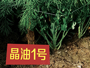 ����1̖(h��o)-�Ͳ˷N��-��һ�N�I(y��)