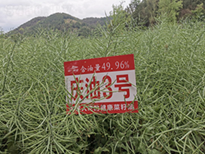 �c��3̖(h��o)-�Ͳ˷N��-��һ�N�I(y��)