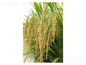 Q��(y��u)108-ˮ���N��-��һ�N�I(y��)