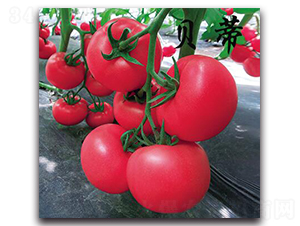 Խ�����ѷN��-�r(n��ng)���r(n��ng)�I(y��)