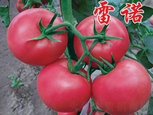 ���Z-���ӷ��ѷN��-�r(n��ng)���r(n��ng)�I(y��)