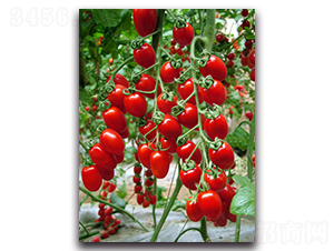 ����ʺ�1̖-���ѷN��-�r(n��ng)���r(n��ng)�I(y��)