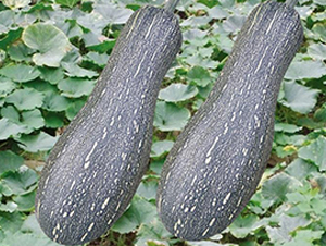 ���ܱ��Ϲ�-�ϹϷN��-�Є�(chu��ng)���S