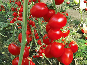 �����ʥ��-���t���N��-�Є�(chu��ng)���S