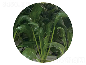 ɯ��-���˷N��-�ݺͷN�I(y��)