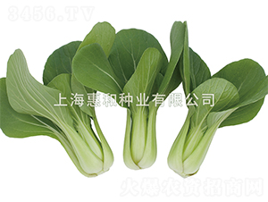 С����̖(h��o)-��˷N��-�ݺͷN�I(y��)