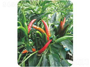 �t��-�����N��-�����r(n��ng)�I(y��)