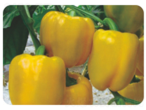 �S��-�����N��-�����r(n��ng)�I(y��)