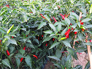 �M�@�t-�����N��-�����r(n��ng)�I(y��)