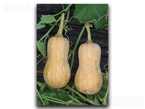 ����һ̖-�ϹϷN��-�������r(n��ng)�I(y��)