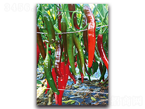 �t����-�����N��-�������r(n��ng)�I(y��)