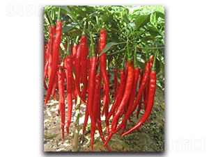 ������007-�����N��-�������r(n��ng)�I(y��)