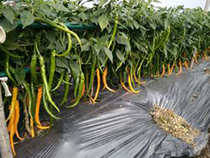 �����ʹ�-�����N��-�������r(n��ng)�I(y��)