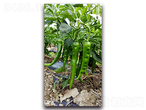 ������ʮ��̖(h��o)-�����N��-�������r(n��ng)�I(y��)