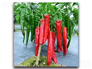 �t��һ̖-�����N��-�������r(n��ng)�I(y��)