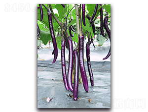 ����-���ӷN��-�������r(n��ng)�I(y��)