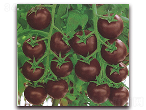 ��÷-���ѷN��-����