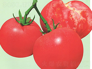 �W��ʥ-���ѷN��-����