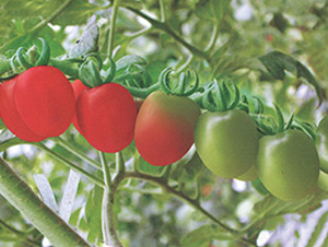 �۶���-���ѷN��-����