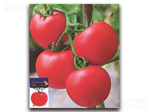 ������̖(h��o)-���ѷN��-����