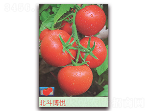 ��������-���ѷN��-����