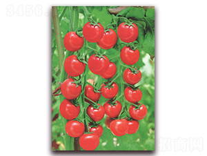 ������-���ѷN��-����