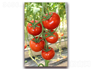 �����_-���ѷN��-����N�I(y��)