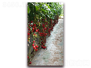 ǧ��-���ѷN��-����N�I(y��)