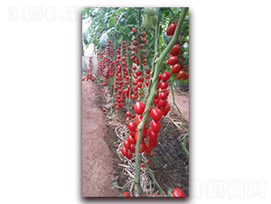 361-���ѷN��-����N�I(y��)