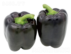 ��¡-�����N��-ɽ�|��Դ