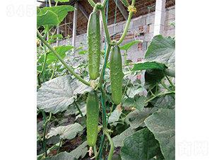 �G��1̖-�S�ϷN��-ɽ�|��Դ