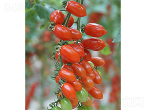 �ۼ��t��-���ѷN��-ɽ�|��Դ